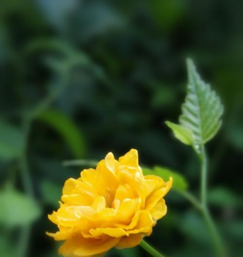 以棣棠花的花语——传递爱与美的使者（爱的象征）