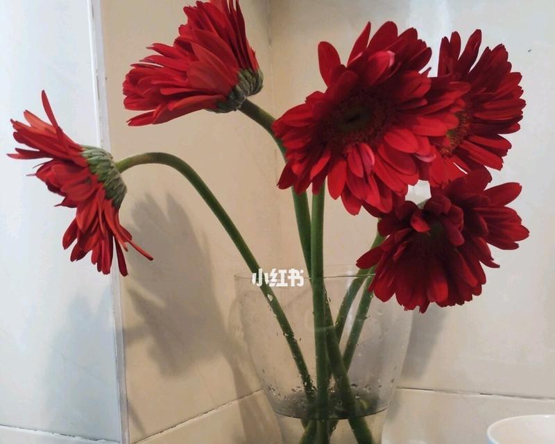 扶郎花的花语与意义（深入探索扶郎花背后的情感表达和象征意义）
