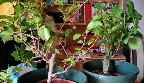 三角梅——裸子植物之一（了解三角梅的分类和特征）