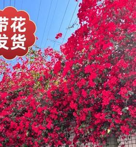 三角梅（解析三角梅的植物特征及栽培方法）