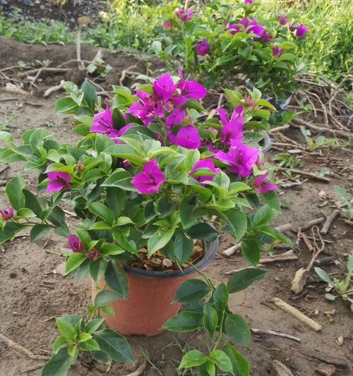 三角梅如何种植（适宜土壤与种植技巧）