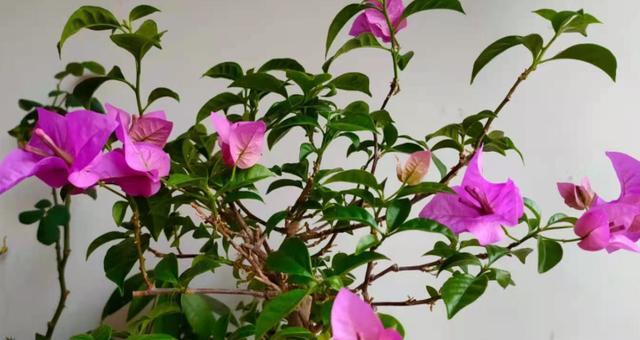 三角梅如何种植（适宜土壤与种植技巧）