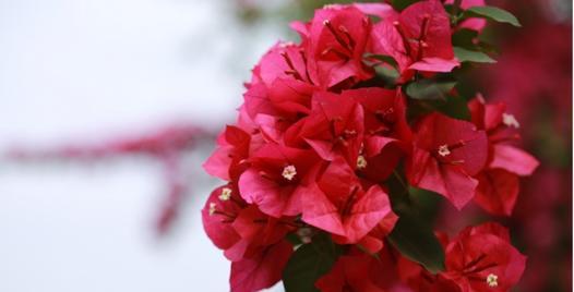 三角梅——热带美丽的花卉（探寻三角梅的生态与栽培之道）