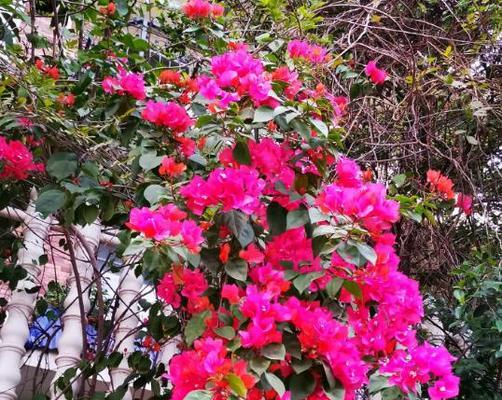 三角梅——热带美丽的花卉（探寻三角梅的生态与栽培之道）