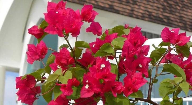 三角梅——盛开的热带之花（探寻三角梅的花语和栽培技巧）