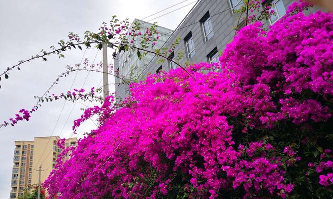 探究三角梅的原产地（寻找这种花卉的历史和文化渊源）