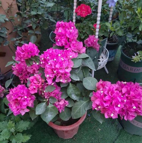 三角梅如何才能多开花（教你如何正确养护三角梅）