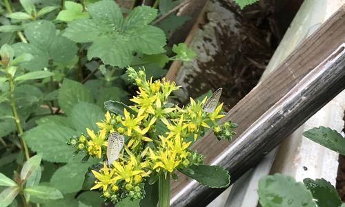 三七花的花期及花型（探究三七花开花的时节和特点）