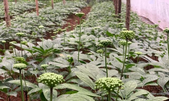 解析三七植物的生命周期（多年生还是一年生）