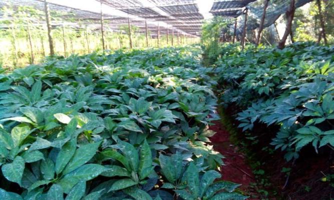 三七——一种药用植物的详细介绍（从来源到药用价值）