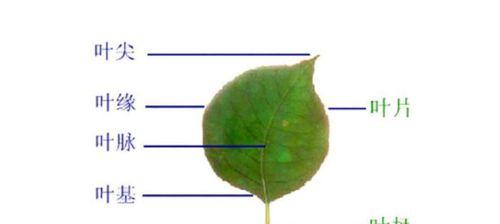 三色堇种子发芽时间详解（从种子选购到发芽成功的全过程）