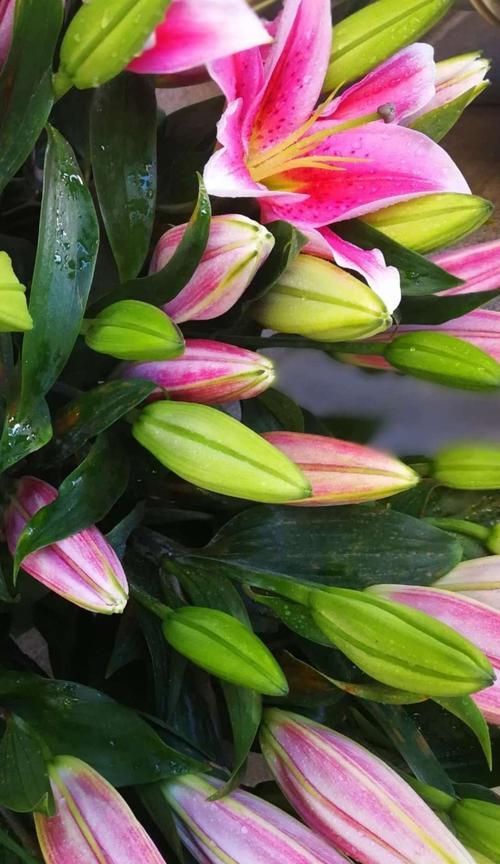 百合花的象征意义与寓意（传递希望与美好——百合花的花语）