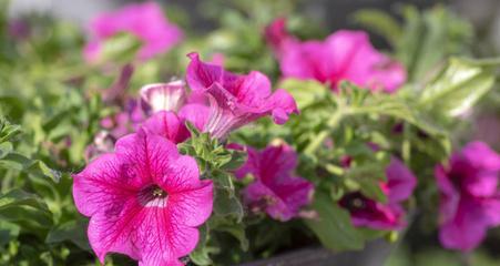 矮牵牛的芳香之谜（探究矮牵牛是否具有芳香性质）