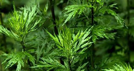艾草种植的最佳时间（掌握正确时间）