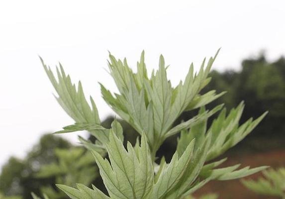 艾草的味道与特点-探秘艾草神秘的气息