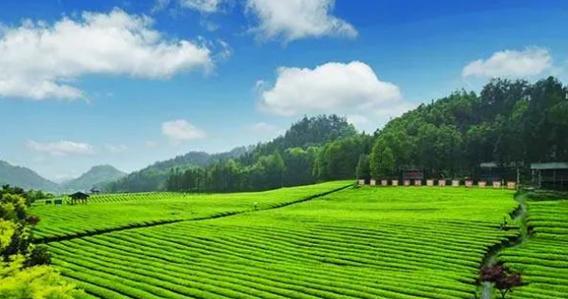 如何正确保存安化黑茶（掌握科学方法）