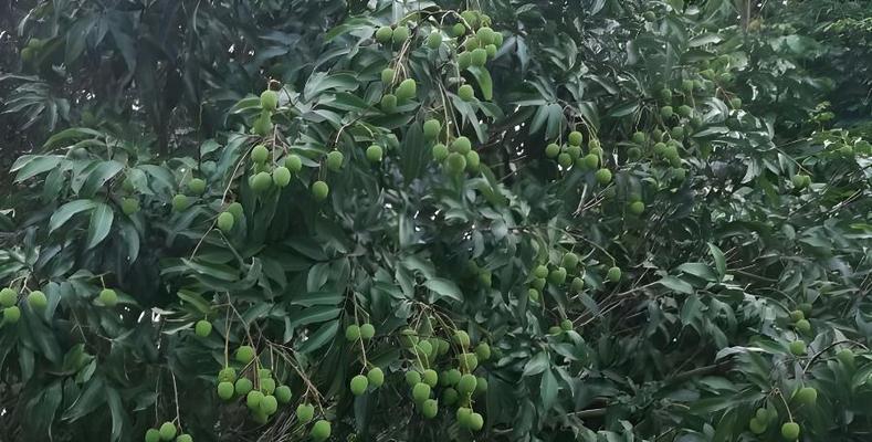 安徽能否种植荔枝（探究安徽荔枝种植的可能性及现状）