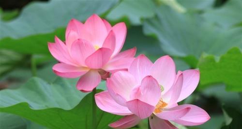 红色荷花的花语与意义（探究红色荷花的深层寓意与象征）
