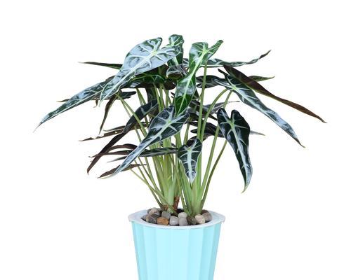 荷花竹芋的花语及其象征意义（探寻荷花竹芋的内涵与美丽）