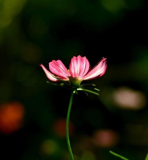 黑色波斯菊（揭示黑色波斯菊花语的隐秘世界）