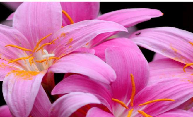 以黄兰花为主题的文章（探寻黄兰花的寓意和花语）