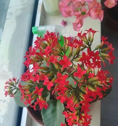 黄色长寿花花语（探索黄色长寿花的花语及其美丽寓意）