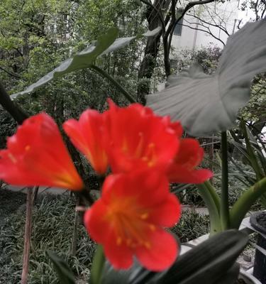 君子兰的花语和寓意（君子兰——花中的绅士）