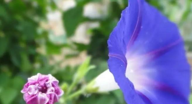蓝色牵牛花的花语与意义（揭秘蓝色牵牛花的神秘花语与美丽传说）