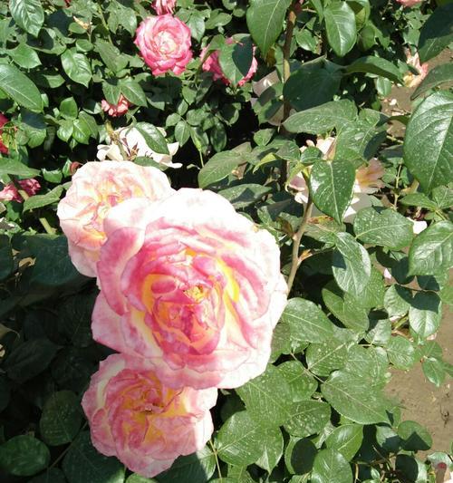 流星雨月季花花语——浪漫之美（绽放在夜空中的神秘花朵）