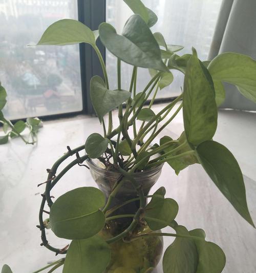 绿萝（探索绿萝的象征意义和养护技巧）