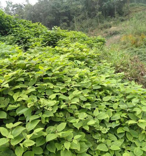 探究拐枣树几年结果实的时间规律（深入剖析拐枣树结果实的年龄和季节特征）
