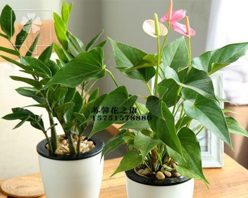 观叶盆栽世界（常见植物大盘点）