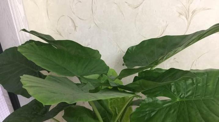 观音花养护技巧（从种植到开花）