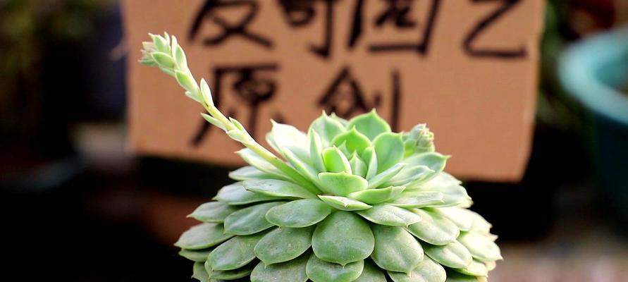 解读观音莲，寓意人生之美（观音莲的花语和象征意义）