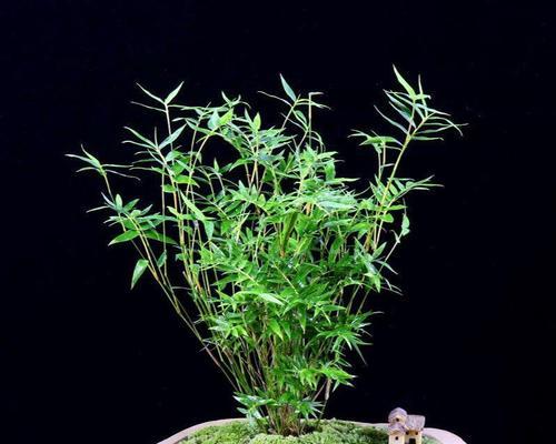 观音竹种植指南（土壤要求）