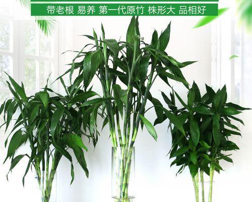 观音竹的种植及养护（打造宜人环境）