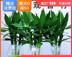 观音竹水培与土培的比较（哪种种植方式更适合观音竹的生长）