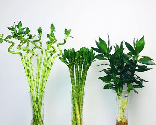 观音竹：如何以正确的土壤养好？