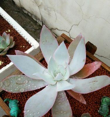 广寒宫多肉养护指南（让你的多肉植物长得更好看）