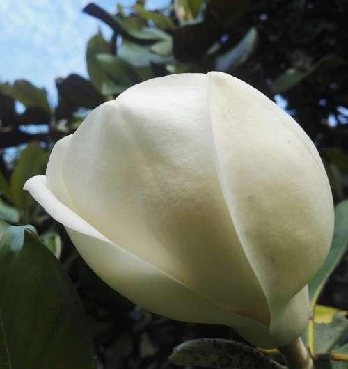 广玉兰开花时间及花期（春天的美丽盛宴）