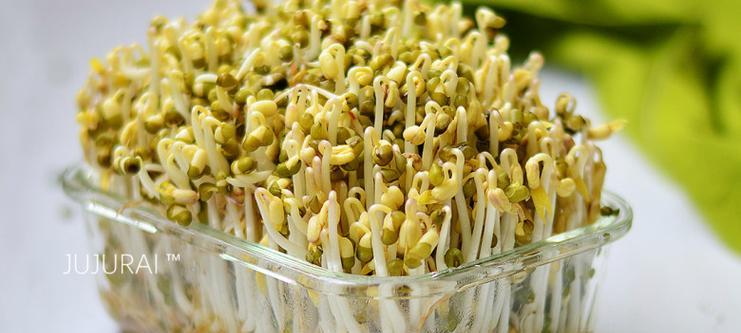 绿豆芽的最佳保存方法（如何让绿豆芽保持新鲜）