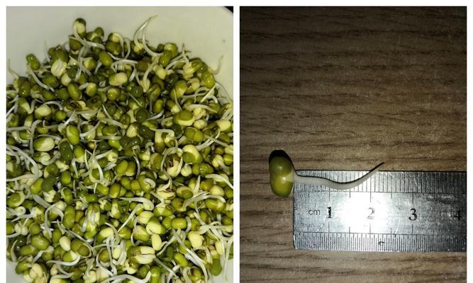 绿豆芽的最佳保存方法（如何让绿豆芽保持新鲜）