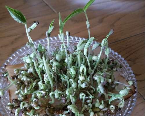 绿豆发芽的秘诀（快速发芽）