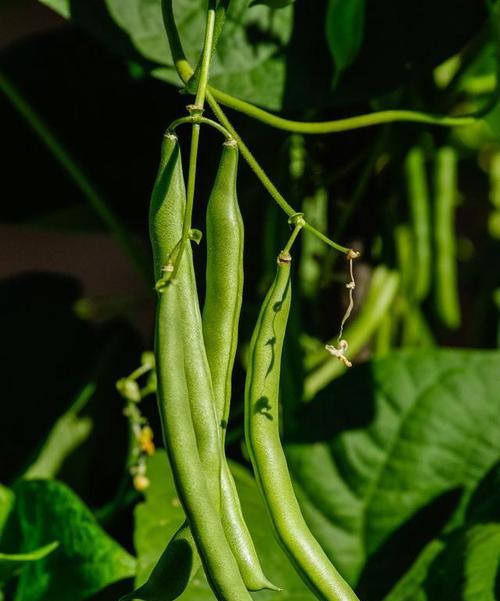 绿豆种植全攻略（时间方法一网打尽）