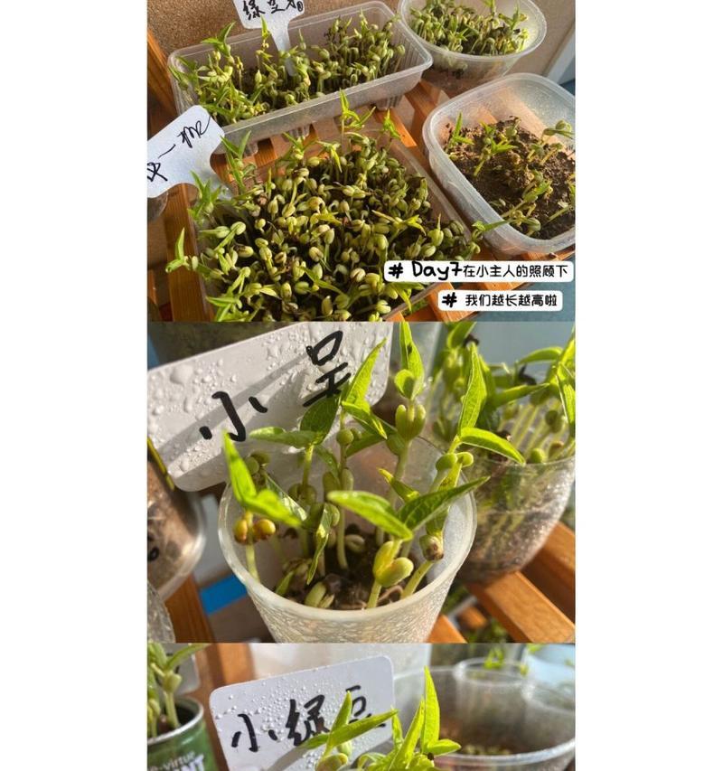 绿豆种子的发芽与生长过程（绿豆种子的萌芽）