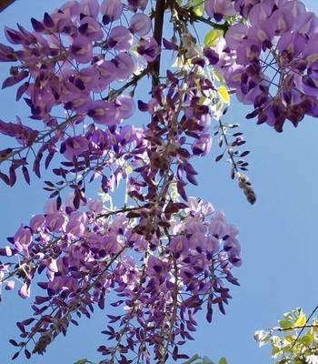 紫藤之美——花语与传说（春天里的紫藤）