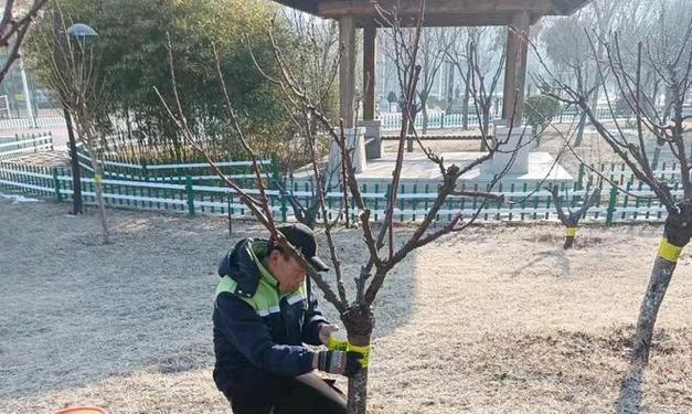 绿化树木病虫害防治技术措施（从预防出发）
