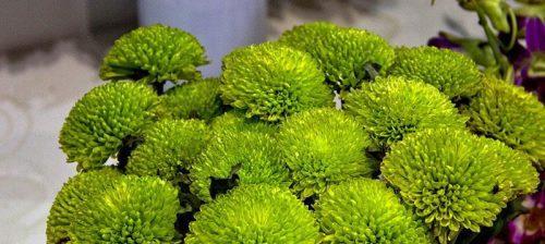 绿菊花的花语与寓意（传递着生命的希望与坚韧）