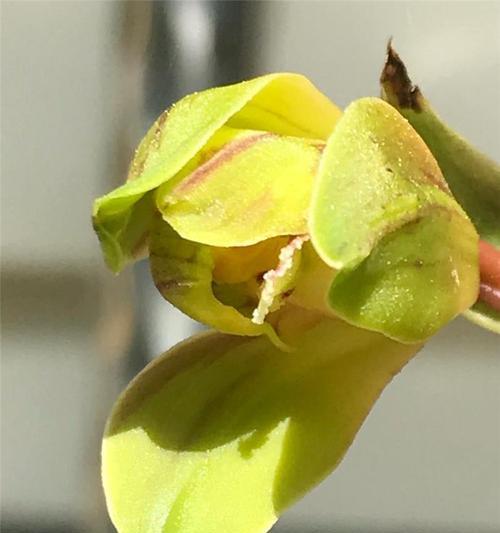 以蕙兰为主题的花语与象征意义（探索蕙兰花的美丽与深意）