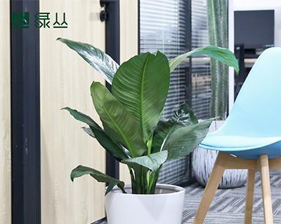 绿巨人盆栽的养殖技巧（让你的盆栽健康成长）